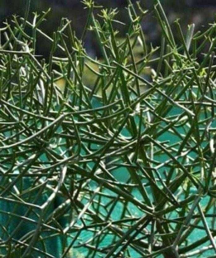 ?️ महत्वाचे..शेराचे झाड (Euphorbia tirucalli)अत्यंत दुर्लक्षित झालेले झाड!जाणून घ्या शेती साठी फायदे..