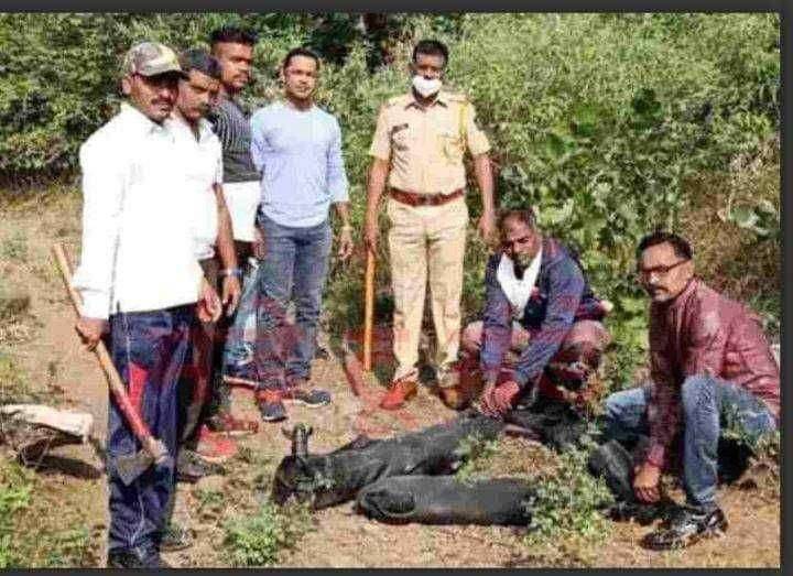 सावदा पोलिसांचे गावठी दारू निर्मीती अड्ड्यांवर धाडसत्र सपोनि इंगोले यांची धाडसी कारवाई १४००० हजारांचे गावठी दारुचे रसायन केले नष्ट..