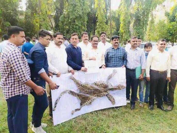 मृत बिबट्याचे मांस केले फस्त, पनवेलच्या मोर्बी धारणालगतच्या जंगलातील प्रकार