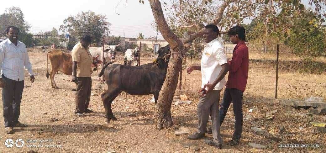 तपसे चिंचोली येथे जनावरांच्या विविध साथीच्या रोगांवर उपचार व वंद्यत्व निवारण शिबिर संपन्न