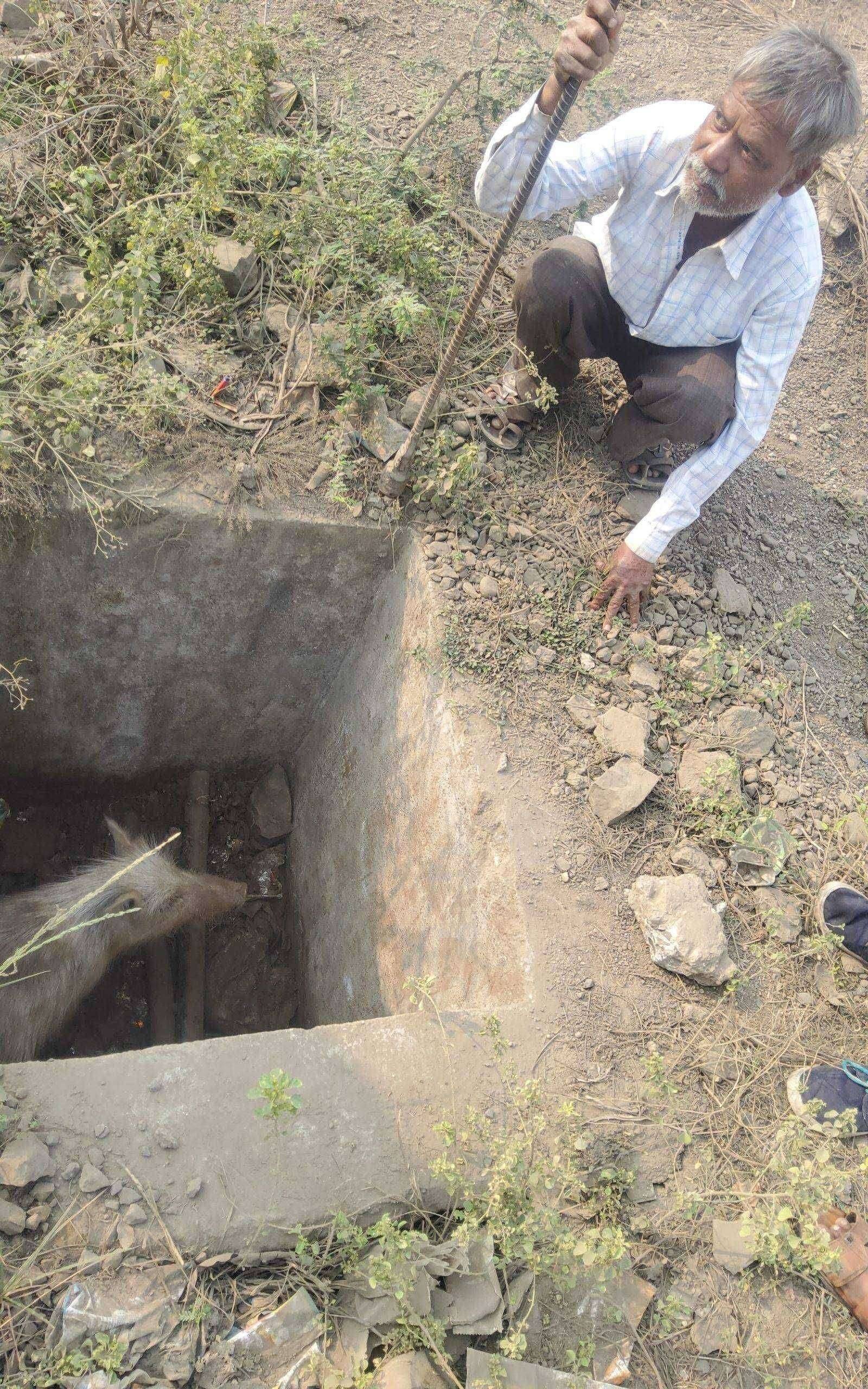 ?️ अमळनेर कट्टा...नागरिकांचे पाणी अडवणारा डुक्कर...हा डुक्कर राजकीय का?