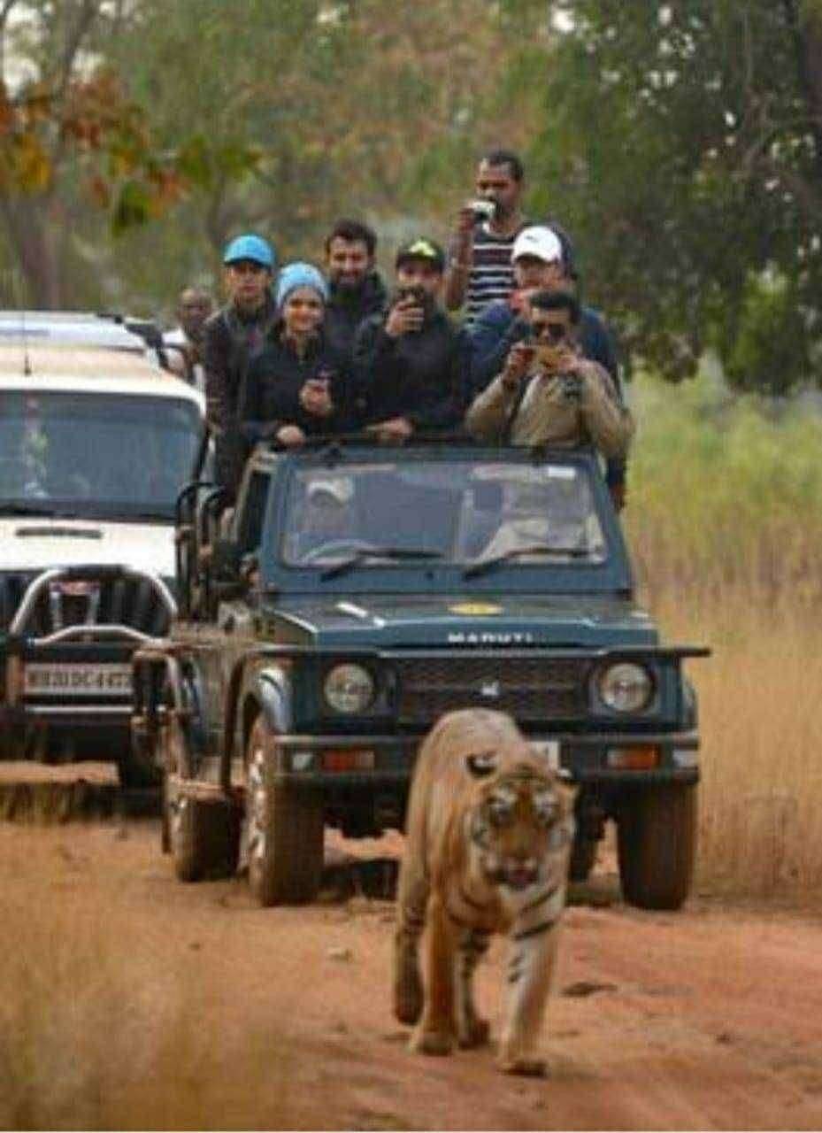 विदेशी पर्यटकावर तात्काळ बंदी घाला- वन्यप्रेमी कवडू लोहकरे यांची मागणी ताडोबा प्रशासनाला महसुलाची चिंता मग सामान्य जनतेचं काय