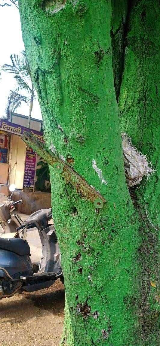 महापौर-उपमहापौर यांनी काढले झाडांचे खिळे वसुंधरा प्रतिष्ठान : खिळेमुक्त झाड अभियानाला प्रतिसाद