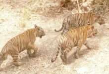 ? मोठी बातमी : मेळघाटातील वाघांच्या शिकारीची सीबीआय चौकशी का नाही ?