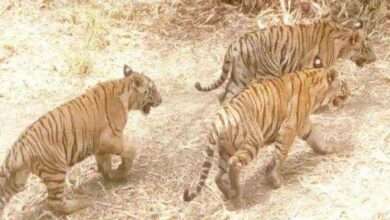 ? मोठी बातमी : मेळघाटातील वाघांच्या शिकारीची सीबीआय चौकशी का नाही ?