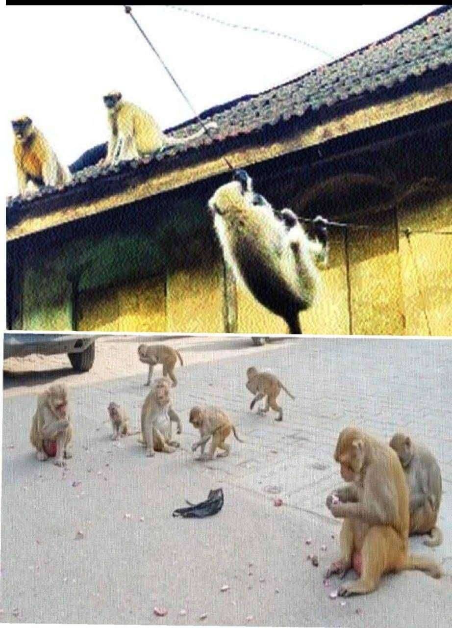 कोरपना शहरातील माकडाचा बंदोबस्त करा प्रहार संघटनेची मागणी