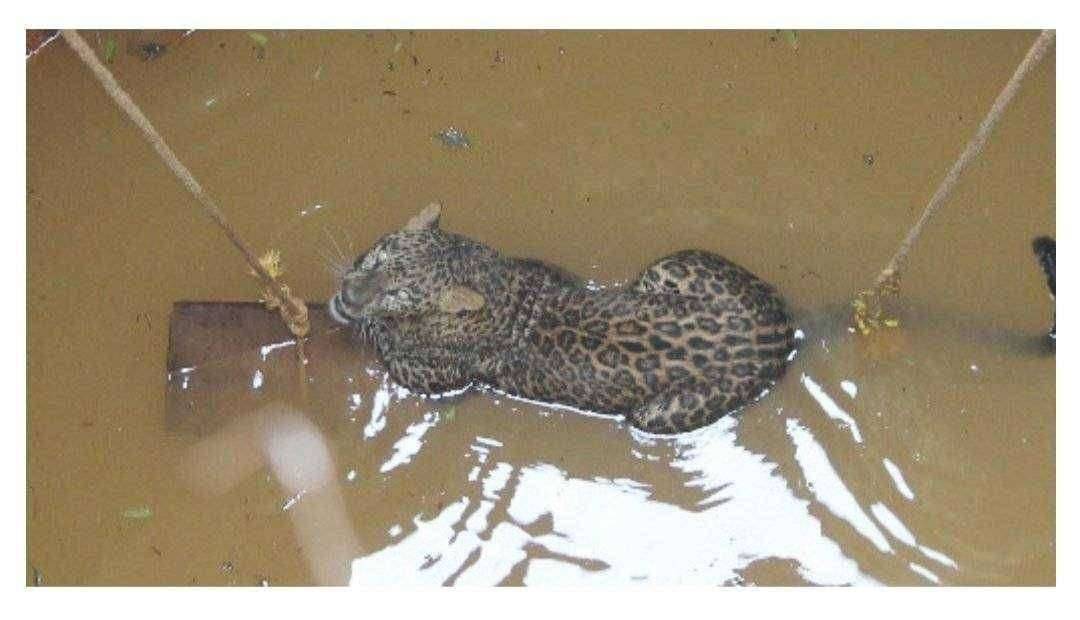 दापोलीत विहिरीत पडलेल्या बिबट्याला जीवदान