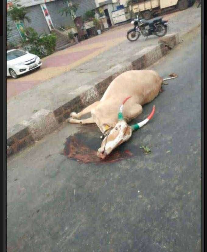 भवानीनगर मध्ये शिवशाही बसची उसाच्या बैलगाडीला जोरदार धडक, दोन बैलांचा जागीच मृत्यू