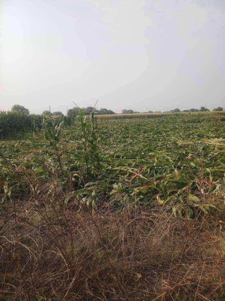 ?️ अमळनेर कट्टा... अमळनेर तालुक्यातील आजुबाजुचे परिसरातील आवकळी पावसामुळे मक्याचे कणीस झाले जमीन दोस्त.