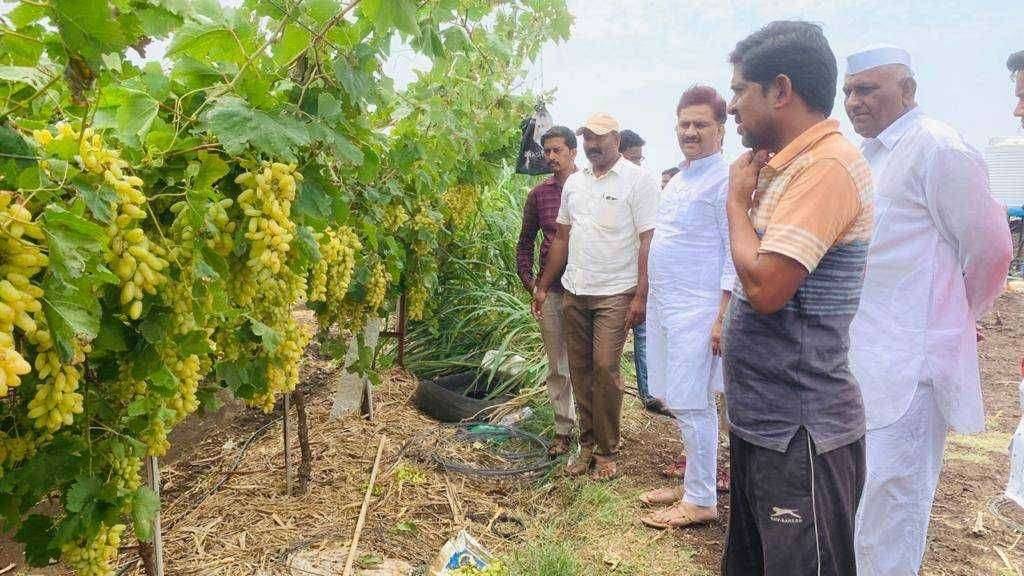 अवकाळीने नुकसानग्रस्त फळबागा व शेतीची अभिजीत पाटील यांनी केली पाहणी