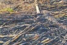 घुसर्डी शिवारात शॉर्ट सर्किट मुळे लागलेल्या आगीत एकरभर मका व ठिंबक जळून खाक