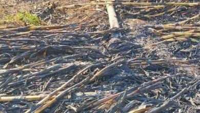 घुसर्डी शिवारात शॉर्ट सर्किट मुळे लागलेल्या आगीत एकरभर मका व ठिंबक जळून खाक