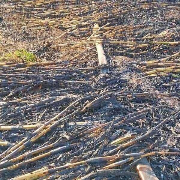 घुसर्डी शिवारात शॉर्ट सर्किट मुळे लागलेल्या आगीत एकरभर मका व ठिंबक जळून खाक