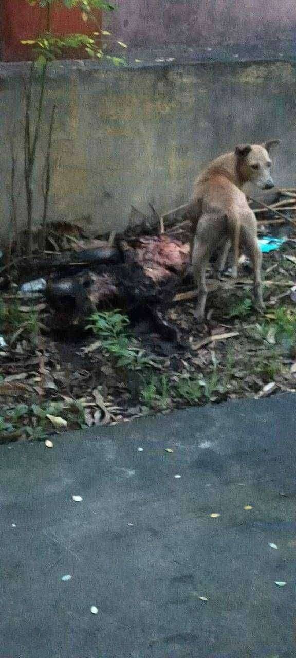 ?️अमळनेर कट्टा...जिवंतपणी विवंचना आणि मृत्यूनंतर विटंबना...!अमळनेर स्मशानभूमीत कुत्रे तोडतात मृतदेहांची लचके...