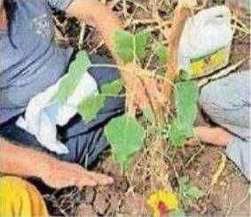 ?️अमळनेर कट्टा...मुलाच्या अस्थींचे पाण्यात विसर्जन न करता त्या अस्थी शेतात वृक्षारोपण करून घातला नव विचारांचा पायंडा..!अमळनेर येथील शिरूडकर परिवाराचा उपक्रम..