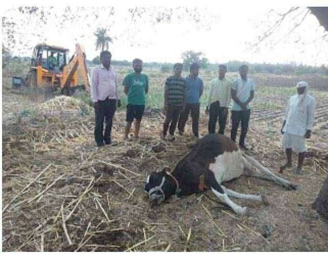 औसा तालुक्यात अवकाळी पाऊस, पोमादेवी जवळगा येथे वीज कोसळून गाय ठार