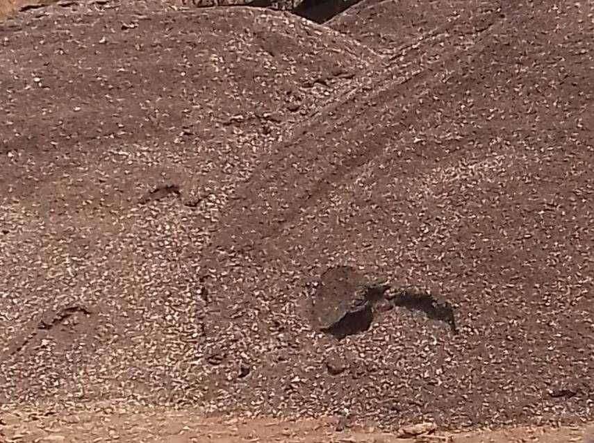 विरगांव पोलिस ठाण्याच्या हद्दीत अवैध वाळु वाहतुक सुरुच; पोलीस ठाण्यातील अधिकारी करतात जाणुन बुजून दुर्लक्ष