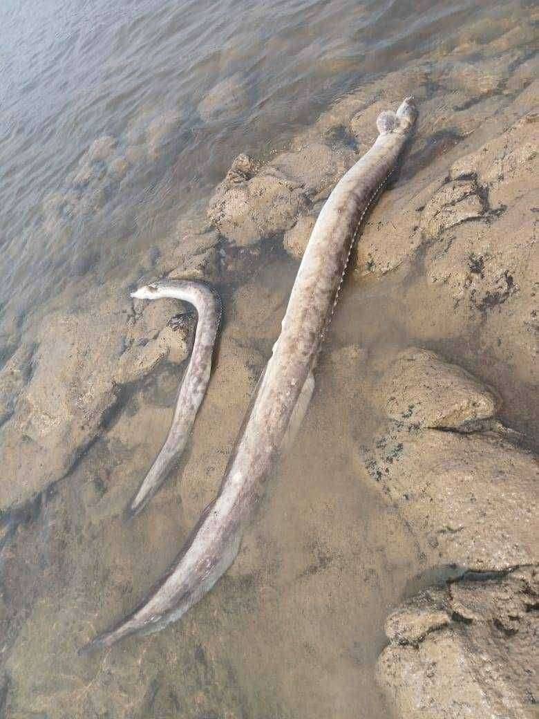 ऑक्सिजन अभावी होतोय माशांचा मृत्यू तर अफवा कोरोनाची नवनवीन अफवांमुळे मच्छिमारांवर संक्रांत