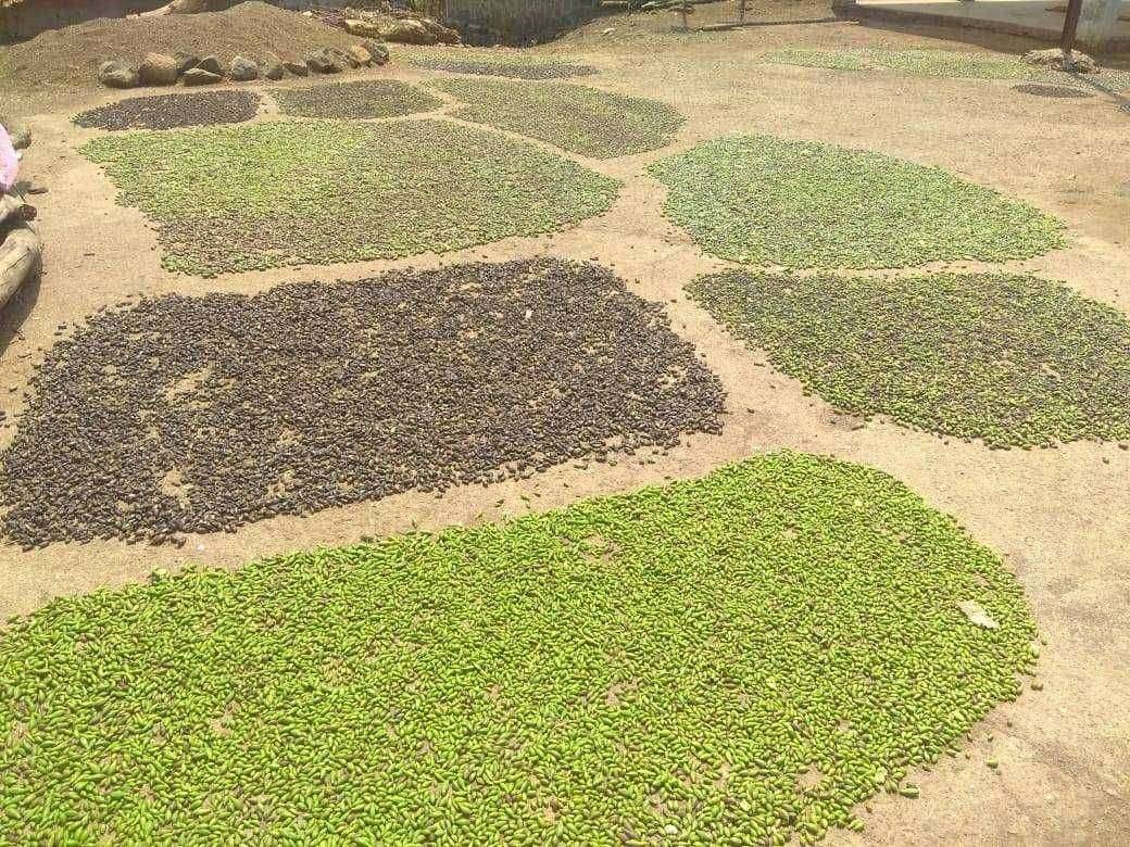 आदिवासी शेतकर्‍यांचा बाळ हिरडा माल खरेदी सुरू करा अन्यथा आंदोलनाचा इशारा - बिरसा क्रांती दल