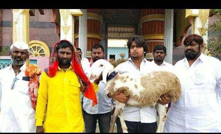 तीन मेंढ्या चार कोकरी किंमत ११ लाख ११हजार