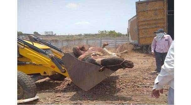 ? खेदजनक:- कत्तली साठी ३४ गोवंश घेऊन जाणारा कंटेनर पकडण्यात आला...! फैजपूर पोलिसांची कौतुकास्पद कामगिरी