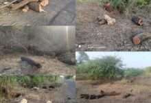 ?️अमळनेर कट्टा...पोलखोल...धार रस्त्यावर वृक्षांची कत्तल..!जबाबदार कोण..? सुस्त प्रशासन.. आंधळं दळतं कुत्रं पिठ खातं..!