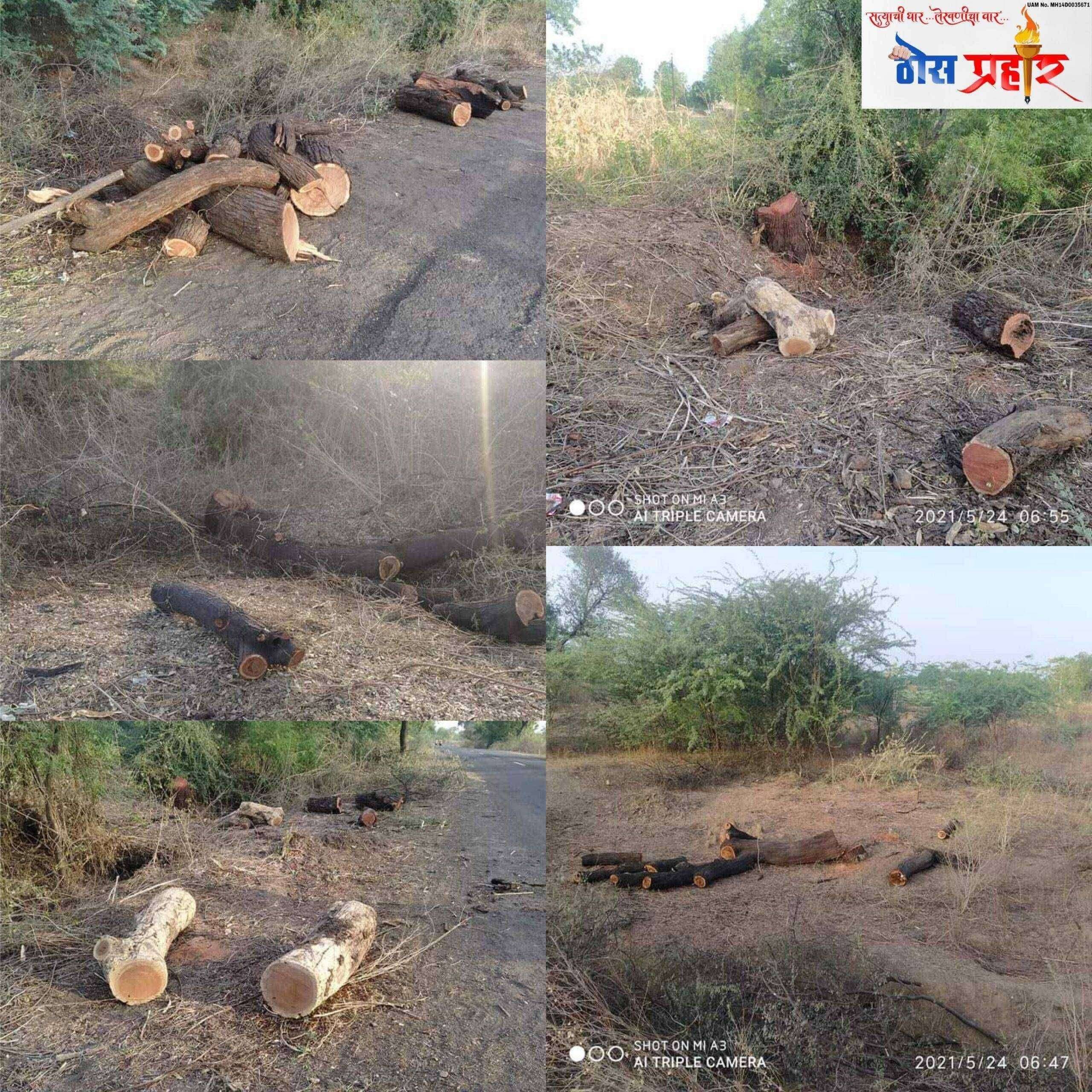 ?️अमळनेर कट्टा...पोलखोल...धार रस्त्यावर वृक्षांची कत्तल..!जबाबदार कोण..? सुस्त प्रशासन.. आंधळं दळतं कुत्रं पिठ खातं..!