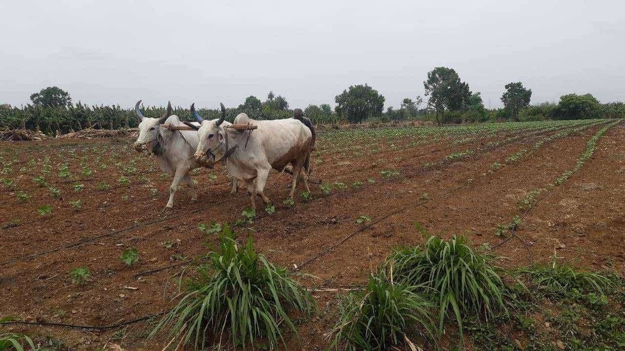 पावसा अभावी खोळंबली पेरणी?
