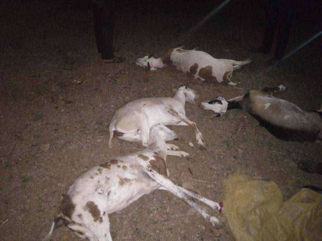 इंदापूर तालुक्यात ४४ मेंढ्या अज्ञात आजाराने दगावल्या मेंढपाळ चिंतेत.