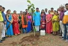 ब्राम्हणशेवगे येथील निसर्गटेकडी परिसरात जोडीने वटवृक्ष लागवड करत महिलांनी साजरी केली वटसावित्री पौर्णिमा खासदार उन्मेष पाटील यांनीही वटवृक्ष लाऊन केला वाढदिवस साजरा