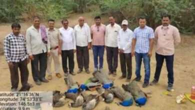 ? धक्कादायक शिरपूर तालुक्यातील १२ मोरांचा मृत्यू.