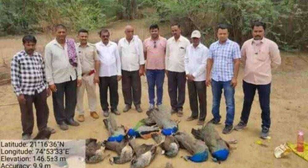 ? धक्कादायक शिरपूर तालुक्यातील १२ मोरांचा मृत्यू.