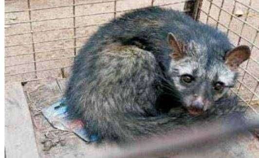 सावदा येथे गोरईखऱ्या या जंगली प्राणीची दहशत : नागरिक हैराण वनविभागाच्या अधिकाऱ्यांनी याकडे लक्ष द्यावे.