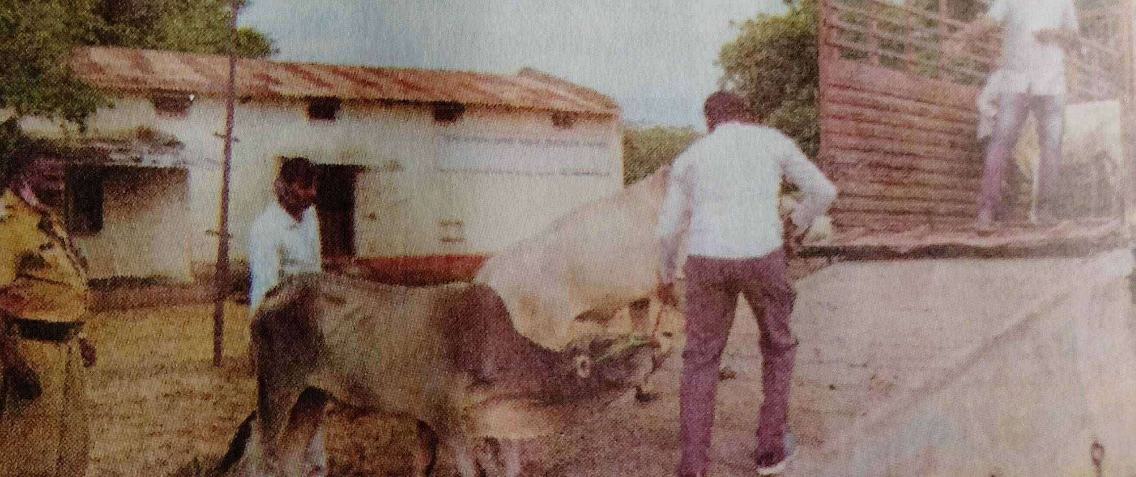 जिल्ह्याभरातुन ५८ जनावरांची सुटका एलसीबीची कारवाई; सहा जणांविरुद्ध गुन्हा दाखल