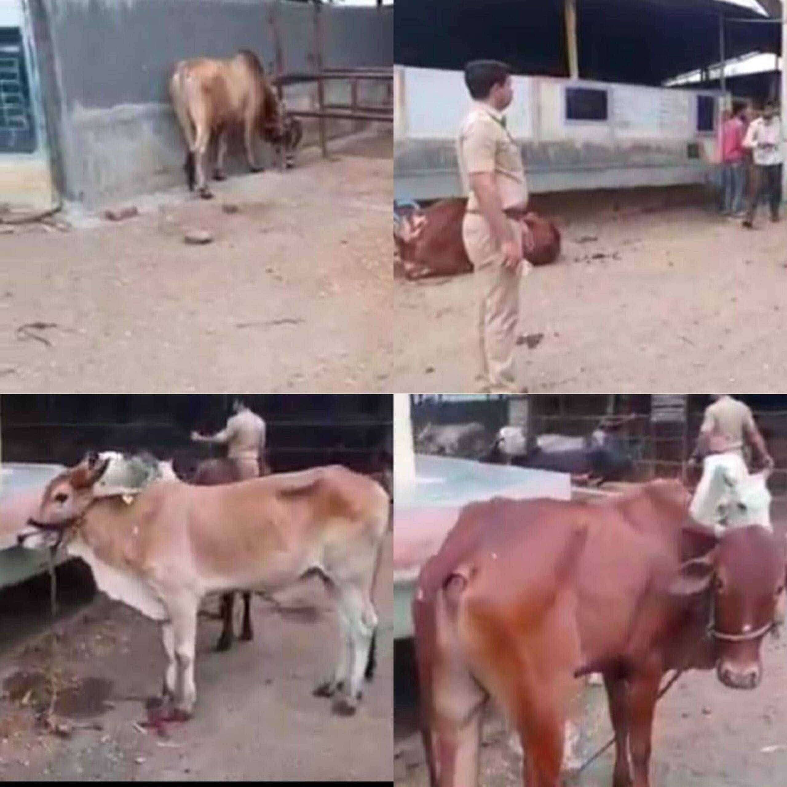 जपान जिन मध्ये 26 गुरांची कत्तल होण्यापासून रोखली..पोलीस निरीक्षक जयपाल हिरे यांची उत्कृष्ट कामगिरी..