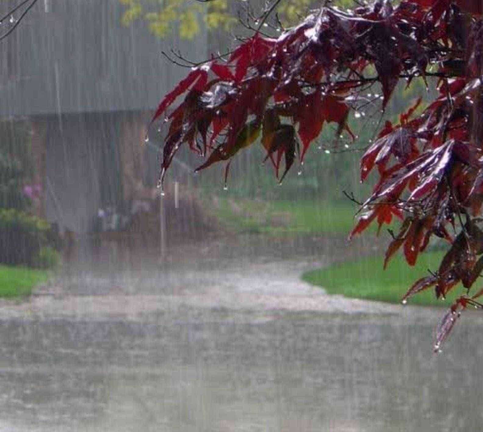 तालुक्यात पावसाची दमदार हजेरी..शेतकरी राजा सुखावला पहा इतक्या पावसाची झाली नोंद..