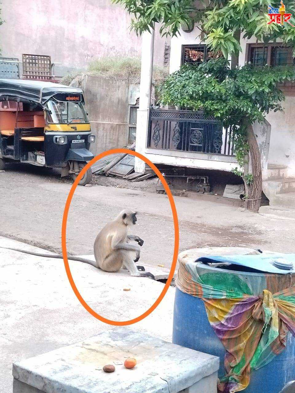 साकळी येथे पिसाळलेल्या माकडाचा हैदोस सुरुच!