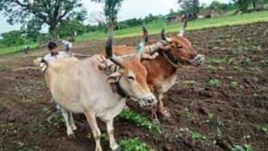 तालुक्यात दुष्काळ ग्रस्त परिस्थिती...पावसाअभावी कपाशीचे उभे पिक  वखरले.. दुष्काळ जाहीर करण्याची शेतकऱ्यांची मागणी