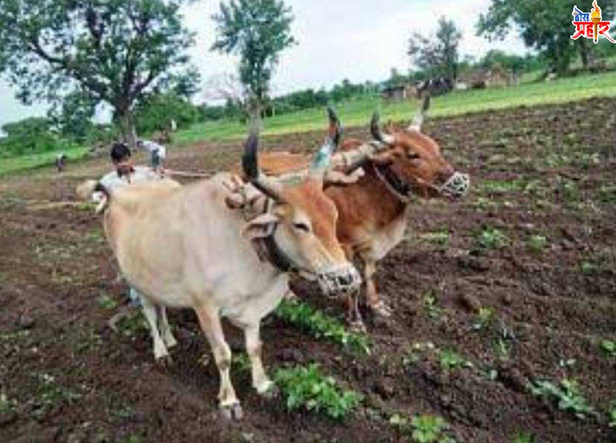 तालुक्यात दुष्काळ ग्रस्त परिस्थिती...पावसाअभावी कपाशीचे उभे पिक वखरले.. दुष्काळ जाहीर करण्याची शेतकऱ्यांची मागणी