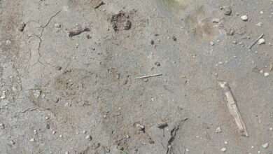 चमगाव येथे बिबट्याने पाडला गायीचा फडशा; शेतकऱ्यांमध्ये भीतीचे वातावरण