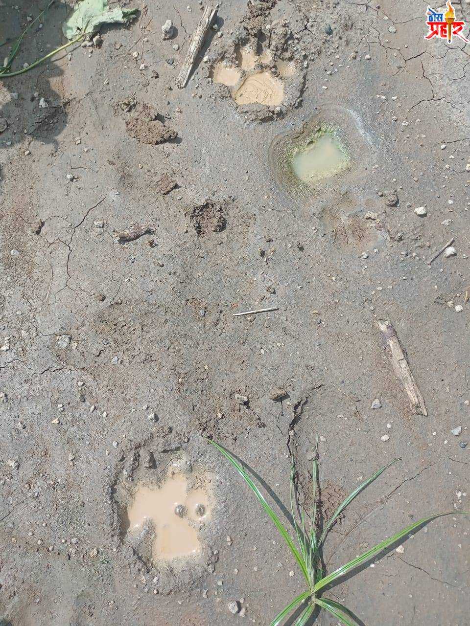 चमगाव येथे बिबट्याने पाडला गायीचा फडशा; शेतकऱ्यांमध्ये भीतीचे वातावरण