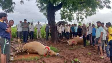 हेडावे शिवारातील रढावन येथे वीज पडून दोन बैलांचा मृत्यू..!