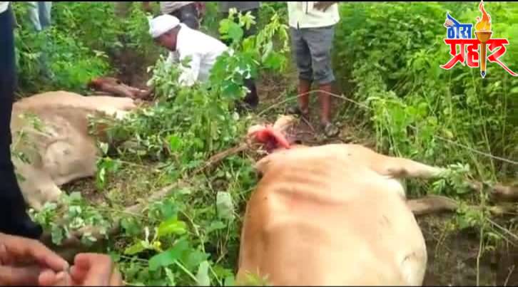 वीज तारांचा स्पर्श झाल्याने दोन बैलांचा मृत्य..आठवड्यात दुसरी घटना..!