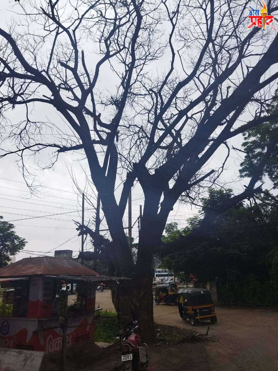 जळगाव येथील विद्युत कॉलनीतील हे वृक्ष ठरतय नागरिकांच्या जिवतेला धोका