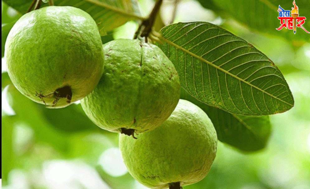 आरोग्याचा मुलमंत्र पेरू एक आरोग्यदाई फळ - झाड.