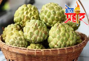 आरोग्याचा मुलमंत्र आरोग्यास लाभदायक "सिताफळ"