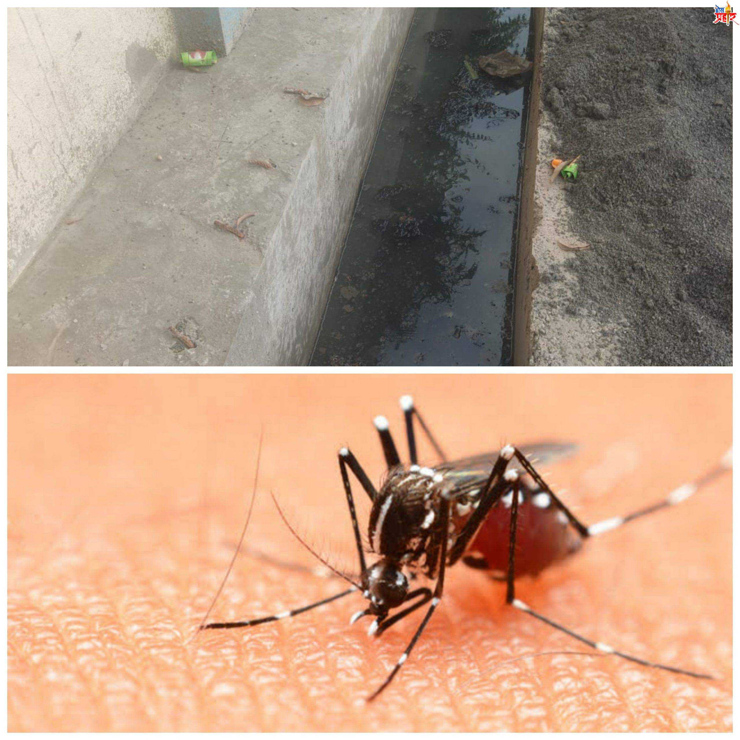 पाऊस,साचलेले डबके आणि डेंग्यू चे मच्छर..!पहा जळगावात इतके तर अमळनेरात इतके डेंग्यू सदृश्य रुग्ण..!कशी घ्याल काळजी..!