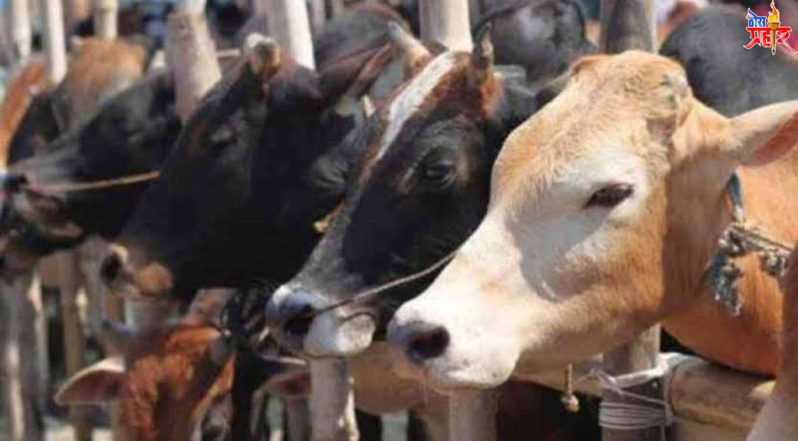 चौबारी येथून पशुधन चोरीला..!मारवड पोलीस ठाण्यात गुन्हा दाखल..!