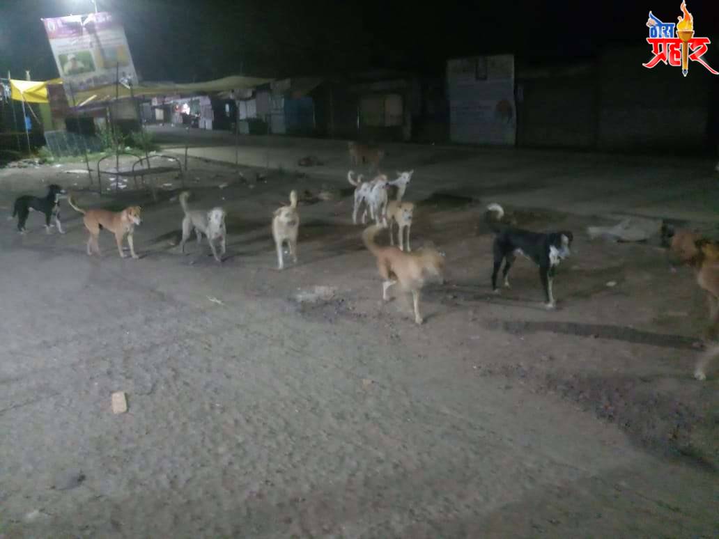 चांदवडच्या रस्त्यावरील कुत्र्यांचे थैमान सोशल मीडियावर