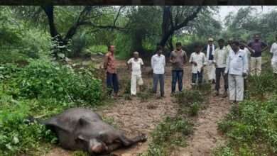बाभूळगाव येथे विजेचे तार कोसळून तीन गुरे जागीच ठार